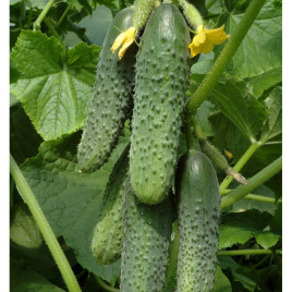 Насіння огірків Кураж F1 / Kurazh F1,43-48 днів купити оптом і в роздріб в Україні за вигідною ціною