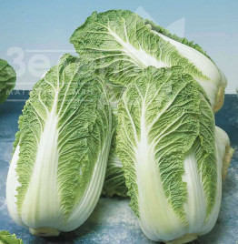 Насіння капусти пекінської Маноко F1 / Manoko F1,45-48 днів купити оптом і в роздріб в Україні за вигідною ціною