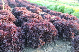 Насіння салату Азірка / Azirka купити оптом і в роздріб в Україні за вигідною ціною