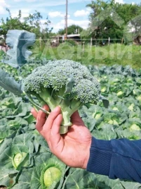 Семена капусты брокколи Пребона F1 / Prebona F1, 55-70 дней купить оптом и в розницу в Украине по выгодной цене