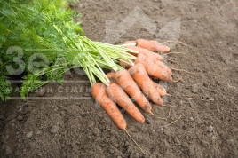 Насіння моркви Каріні / Carini, 100 днів купити оптом і в роздріб в Україні за вигідною ціною