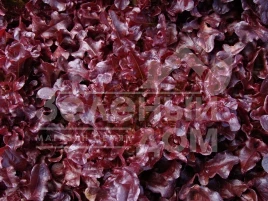 Семена салата Верала / Verala купить оптом и в розницу в Украине по выгодной цене