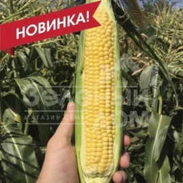 Семена кукурузы СВ 1446 F1 / SV 1446 F1, 75-77 дней купить оптом и в розницу в Украине по выгодной цене