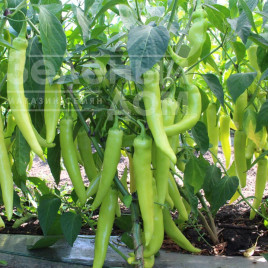 Насіння гіркого перцю КС 65 F1 / KS 65 F1,65-70 днів купити оптом і в роздріб в Україні за вигідною ціною