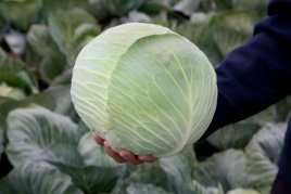 Насіння капусти білокачанної Лагріма F1 / Lagrima F1,125-140 днів купити оптом і в роздріб в Україні за вигідною ціною