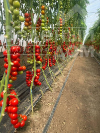 Насіння томатів Череза F1 / Chereza F1, 65-70 днів купити оптом і в роздріб в Україні за вигідною ціною