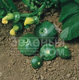 Семена патиссона Старшип F1 / Starship F1,45-47 дней купить оптом и в розницу в Украине по выгодной цене