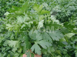 Насіння петрушки Новас / Novas, 30-45 днів купити оптом і в роздріб в Україні за вигідною ціною