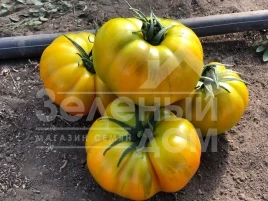 Семена томатов Еллоу Кой F1 / Yellow Coy F1,100-110 дней купить оптом и в розницу в Украине по выгодной цене