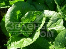 Семена капусты пекинской Пацифико F1 / Pacifico F1,67-72 дня купить оптом и в розницу в Украине по выгодной цене