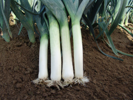 Цибуля порей Термінал / Terminal купити оптом і в роздріб в Україні за вигідною ціною