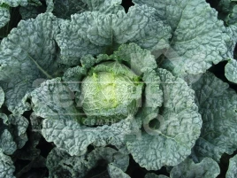 Семена капусты савойской Мелиса F1 / Melissa F1,80 дней купить оптом и в розницу в Украине по выгодной цене