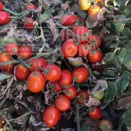 Насіння томатів 5108 F1 / 5108 F1,95-100 днів купити оптом і в роздріб в Україні за вигідною ціною