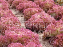 Семена салата Кримсон / Crimson,60-70 дней купить оптом и в розницу в Украине по выгодной цене