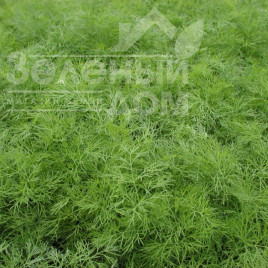 Насіння кропу Ганак / Ganak купити оптом і в роздріб в Україні за вигідною ціною