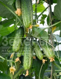 Семена огурцов Амант F1 / Amant F1,40-45 дней купить оптом и в розницу в Украине по выгодной цене