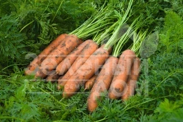 Семена моркови Ньюкасл F1 / Newcastle F1,110 дней купить оптом и в розницу в Украине по выгодной цене