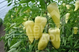 Семена сладкого перца Сноувайт F1 / Snowwhite F1,58-62 дня купить оптом и в розницу в Украине по выгодной цене