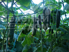 Насіння огірків Дартвер F1 / Dartver F1 купити оптом і в роздріб в Україні за вигідною ціною