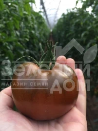 Семена томатов Биг Сашер F1 / Big Sasher F1 купить оптом и в розницу в Украине по выгодной цене