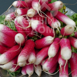 Насіння редису Славія / Slavia,30-35 днів купити оптом і в роздріб в Україні за вигідною ціною