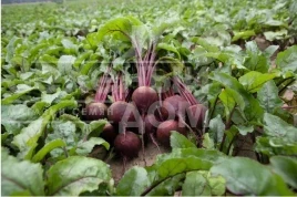 Семена свеклы Детройт / Detroyt, 110-155 дней купить оптом и в розницу в Украине по выгодной цене