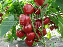 Насіння солодкого перцю Думас / Dumas купити оптом і в роздріб в Україні за вигідною ціною