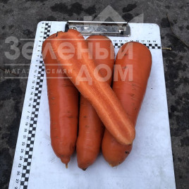 Насіння моркви Централ F1 / Central  F1,120 днів купити оптом і в роздріб в Україні за вигідною ціною