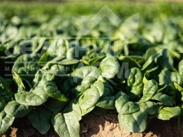 Семена шпината Траверс F1 / Traverse F1 купить оптом и в розницу в Украине по выгодной цене