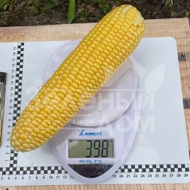 Семена кукурузы Нокаут F1 / Nokaut F1,80-82 дня купить оптом и в розницу в Украине по выгодной цене