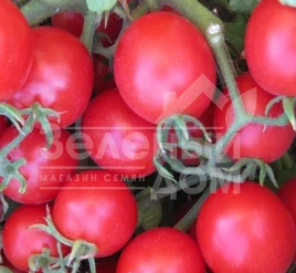 Семена томатов Ачико F1 / Achiko F1 купить оптом и в розницу в Украине по выгодной цене