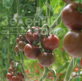 Насіння томатів Порцелян F1 / Portselyan F1 купити оптом і в роздріб в Україні за вигідною ціною