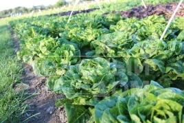 Семена салата Ксамена / Xamena купить оптом и в розницу в Украине по выгодной цене