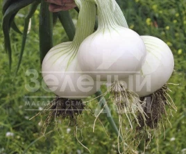 Лук репчатый Хиело / Hielo,248 дней купить оптом и в розницу в Украине по выгодной цене
