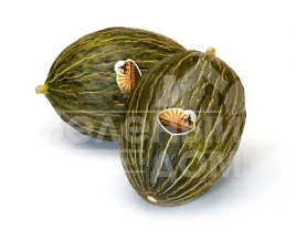 Семена дыни Рикура F1 / Ricura F1,75-85 дней купить оптом и в розницу в Украине по выгодной цене