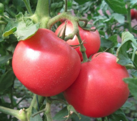 Насіння томатів 1804 F1 / 1804 F1,100 днів купити оптом і в роздріб в Україні за вигідною ціною