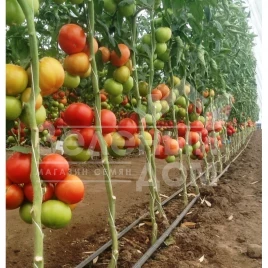 Семена томатов Игидо F1 / Yigido F1,110-115 дней купить оптом и в розницу в Украине по выгодной цене