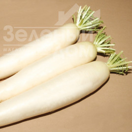 Насіння редьки Тітан / Titan,45-50 днів купити оптом і в роздріб в Україні за вигідною ціною