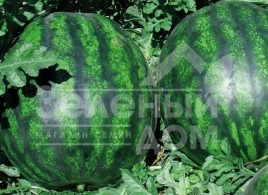 Семена арбуза Ливия F1 / Livia F1, 62-65 дней купить оптом и в розницу в Украине по выгодной цене