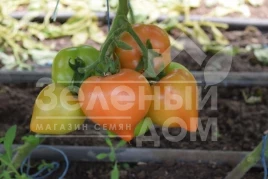 Семена томатов Риксос F1 / Riksos F1 купить оптом и в розницу в Украине по выгодной цене