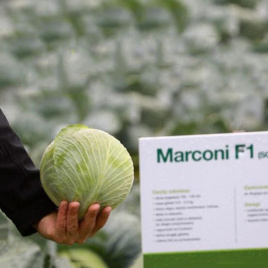 Насіння капусти білокачанної Марконі F1 / Markoni F1, 135-140 днів купити оптом і в роздріб в Україні за вигідною ціною