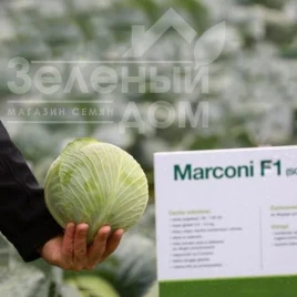 Насіння капусти білокачанної Марконі F1 / Markoni F1, 135-140 днів купити оптом і в роздріб в Україні за вигідною ціною