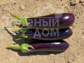 Семена баклажана Брат F1 / Brat F1 купить оптом и в розницу в Украине по выгодной цене