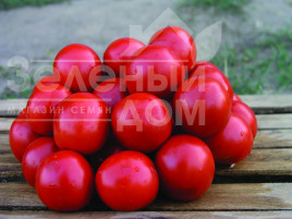 Насіння томатів Солероссо F1 / Solerosso F1,90-95 днів купити оптом і в роздріб в Україні за вигідною ціною