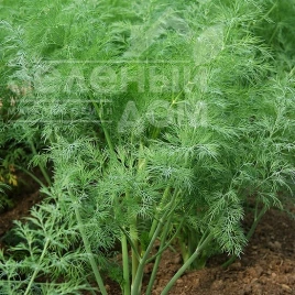 Семена укропа Пахучий / Pakhuchyi купить оптом и в розницу в Украине по выгодной цене