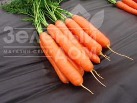 Насіння моркви Даріна / Darina,135-145 днів купити оптом і в роздріб в Україні за вигідною ціною