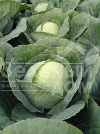 Семена капусты белокочанной Томас F1 / Tomas F1,83 дня купить оптом и в розницу в Украине по выгодной цене