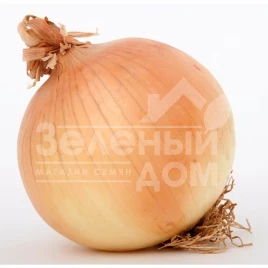 Лук репчатый ПХ 07713119 F1 / PX 07713119 F1 купить оптом и в розницу в Украине по выгодной цене