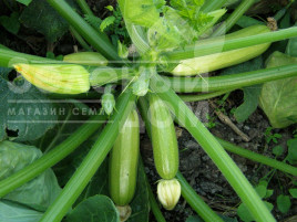 Насіння кабачків Мостра F1 / Mostra F1,35-40 днів купити оптом і в роздріб в Україні за вигідною ціною