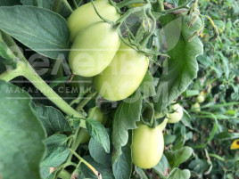 Насіння томатів Мадонна (INX 1519) F1 / Madonna (INX 1519) F1,95-100 днів купити оптом і в роздріб в Україні за вигідною ціною